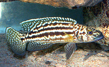 Lepidiolamprologus nkambae